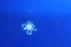 Beautiful jellyfish