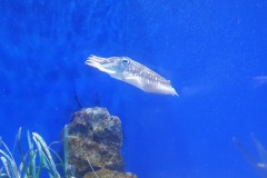 Cuttlefish