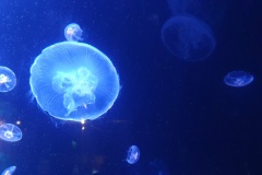 Yet more jellyfish!