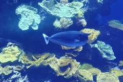 Unicorn fish!