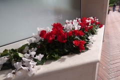 Red & White