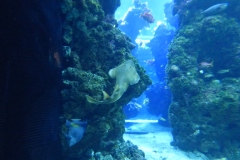 Blackchin Guitarfish