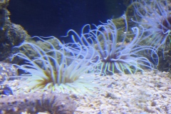 Cylinder anemone