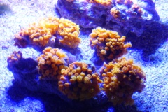 In French: le corail etoile