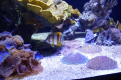 More aquarium