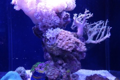More aquarium
