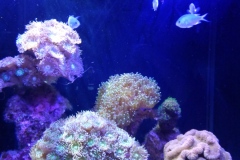 More aquarium