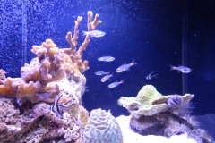 More aquarium