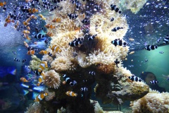 Clownfish