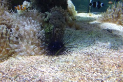 More aquarium
