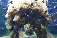 More Clownfish