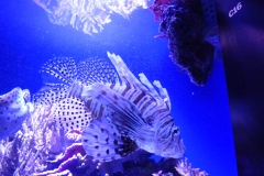 Lionfish