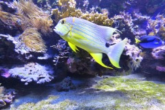 More aquarium