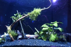 Axolotyl!