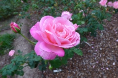 Roses