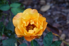 Roses