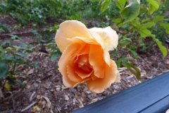 Roses