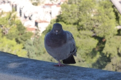 Pigeons in all towns