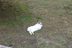 Rabbit at Cathédrale Saint-Nicolas de Nice