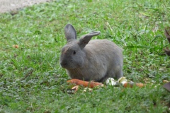 Rabbit at Cathédrale Saint-Nicolas de Nice