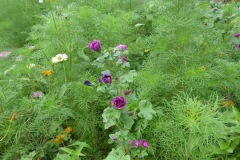 More flowers from Le Petit Palais