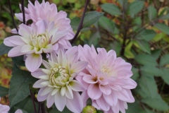 And this time it's dahlias!