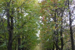 Le Jardin des Tuileries