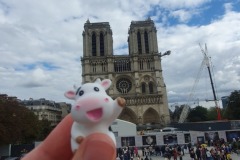 The Travelling Cow in front of Notre-Dame de Paris