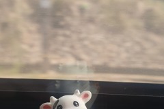 Travelling Cow on the way to Nice