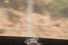 Travelling Cow on the way to Nice