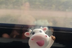 Travelling Cow on the way to Nice