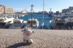 Travelling Cow  at the Old Port in Nice