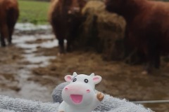 Meeting some Scottish relatives, Glasgow