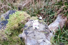 A tiny stump on a stump makes the perfect seat